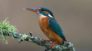 The song of the Kingfisher  Nature and birds sounds to lure the Kingfisher  10 Hours [upl. by Orvah]