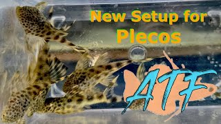 How to Setup an Aquarium for Breeding Plecos [upl. by Swor]