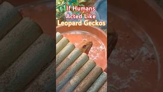 If Humans Acted Like Leopard Geckos skit leopardgecko reptiles funny [upl. by Ama602]