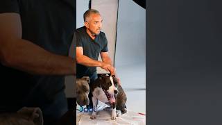 Relax Your Dogs Brain With A Deep Tissue massage I Cesar Millan shorts [upl. by Anilorac]