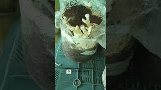 Reishi Ganoderma lucidum Lingzhi Mushroom Home CultivationKheti  Mushroom growing on saw dust [upl. by Rashida]