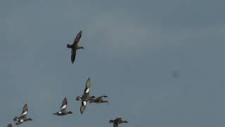 Wigeon ducks in flight [upl. by Hgielah]