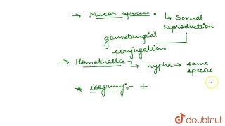 In Mucor sp Usually isogamy takes between [upl. by Hubbard]