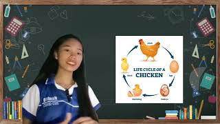 vedio lesson in science5Es The life cycle of a chicken [upl. by Ariamat]