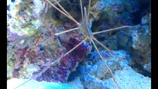 How to prevent and eliminate reef tank pests  Bristle Worm  Simple Saltwater Aquarium [upl. by Anavoj173]