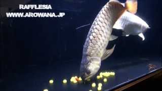 アルビノ過背金龍の産卵動画 albino malaysia golden arowana [upl. by Enaud]