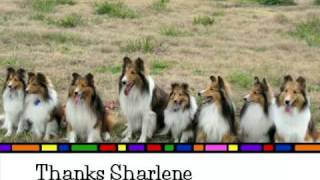 Shelties Play Day [upl. by Desberg]