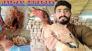 old blood line aseel murgi ko eggs per bitha dia birds arena pets vlog [upl. by Luhem]