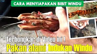 CARA MENYIAPKAN BIBIT UDANG WINDU [upl. by Ymarej923]