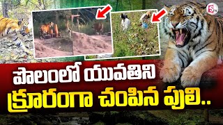 గజ గజ వణికిస్తున్న పులి Tiger Attack On Women In Asifabad Dist  sumantvnirmal536 [upl. by Ylyl]