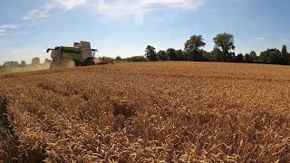 Herefords and Combining Wheat [upl. by Hctim]