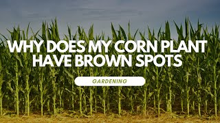 Why Does My Corn Plant Have Brown Spots [upl. by Anitnamaid]