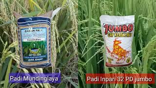 padi mundinglaya vs padi Inpari 32 PD jumbo [upl. by Joana808]