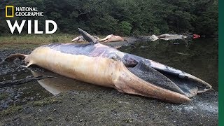 See What Happens After a Mass Whale Stranding  Nat Geo Wild [upl. by Melburn]