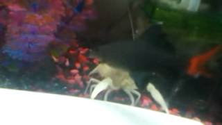 Red tail shark fighting white crayfish [upl. by Loria]