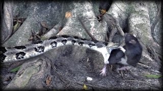 Canebrake Rattlesnake vs Rat 01  Dangerous Animals in Slow Motion [upl. by Bellamy]