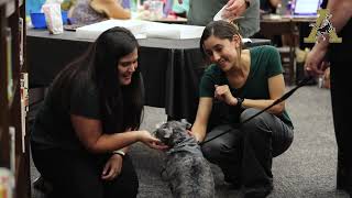 Therapy Dogs of Andrews ISD [upl. by Nefen]