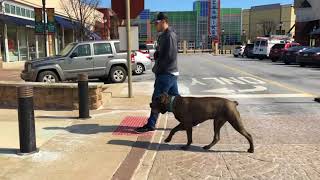 Cane Corso Training Aquiles 9 Months Old  Off Leash K9 Training Lehigh Valley [upl. by Shelman]