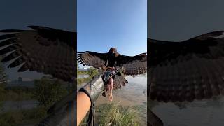 Tanning hawk eagle free fly 🦅youtube youtubeshorts youtubechannel like youtubeshort shorts [upl. by Wiese]