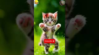 Try not to laugh cat funny broom broom dance 🤣😂 aicat dancingcat shorts [upl. by Bozuwa]