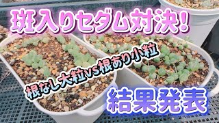 【多肉植物】セダム対決🔥根なしの大粒vs根ありの小粒【結果発表】 [upl. by Narhet]