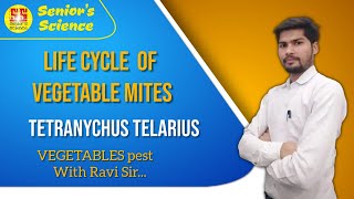 Life Cycle Of Vegetables Mites  Life Cycle of Tetranychus telarius  seniorsscience [upl. by Odracir]