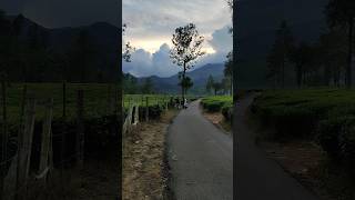 Kerala wayand  Meppadi tea estate evening view [upl. by Einnaffit]