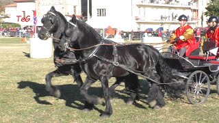 Gara su carrozza sportiva  pariglia di cavalli abbinata a Nomaglio  Palio comuni 2023 [upl. by Boland691]