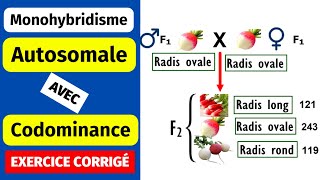 ✅Génétique des diploïdes Monohybridisme autosomal avec codominance [upl. by Naivaf]