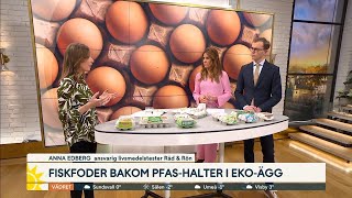 Råd och rön testar miljögifter i ägg  Nyhetsmorgon  TV4 amp TV4 Play [upl. by Readus]