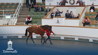 Tattersalls December July Sale 2024 Day 3 Review [upl. by Aicella]