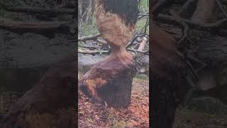 Beaver Chew Toy Tree about to fall beavers tree nature naturewalk animals wildlife [upl. by Jefferson]