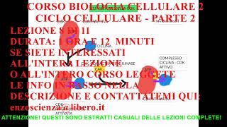 CORSO DI BIOLOGIA CELLULARE 2  LEZIONE 8  CICLO CELLULARE  PARTE 2 [upl. by Linders515]