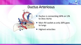 Fetal echo for adult cardiologists part 2 [upl. by Goldfarb]