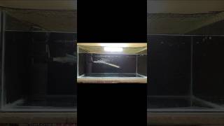 Red Eyes Albino Arowana Fish redeyesalbinoarowana newtanksetup arowanalovers shorts trending [upl. by Dasha]