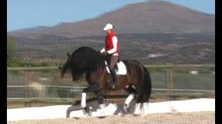 Majestic Andalusian PRE stud stallion  WWWHORSESPRECOM [upl. by Gilbertson]