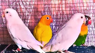 lovebirds singing in aviary SAaviary81 [upl. by Ynna437]