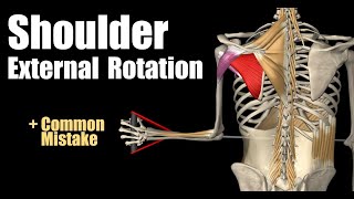 Shoulder External Rotation With Cable [upl. by Giardap]