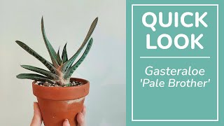 Gasteraloe Pale Brother [upl. by Effy]