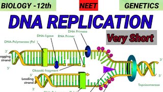 DNA REPLICATION  Genetics  Molecular basis of Inheritance 🎯 Quick Revision 🔥 [upl. by Dara]