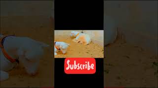 Village goat 🐐🐐 video youtubeshorts viralvideo goat [upl. by Aissac695]