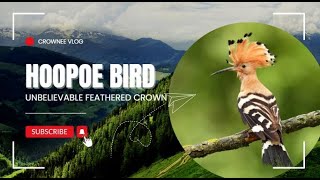 The Hoopoe Bird and Its Unbelievable Feathered Crown [upl. by Pelaga]