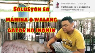 Ano ang dapat gawin sa wala o mahinang gatas ng mga inahing baboy  Ryan Patenio [upl. by Nollie]