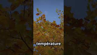 Pourquoi les feuilles changentelles de couleur en automne  🍁🌳 facts science [upl. by Wil]