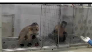 Pay Inequality in Monkeys [upl. by Effy]