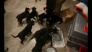 Greater Swiss Mountain Dog  Puppy  First 6 Months [upl. by Tiram]