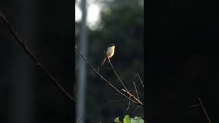 Ashy prinia call ashyprinia birds birdcall birdphotography birdslover birdsounds canon [upl. by Ciredor]