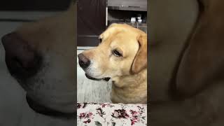 Funny dog video 😂😂😂😂😂😂😂😂 [upl. by Natsirc]