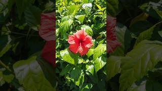 red hibiscus flower and sunlight [upl. by Lertsek]