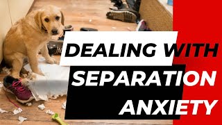 What is the best approach to overcome separation anxiety in dogs [upl. by Ymorej27]